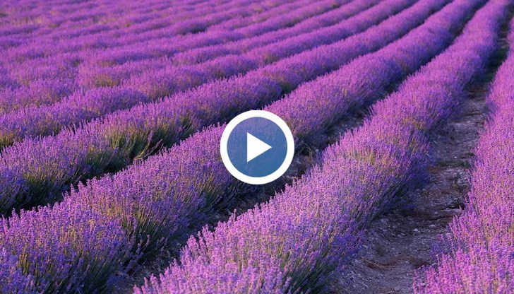 Те носят красивите имена Жанета, Терез и Дея