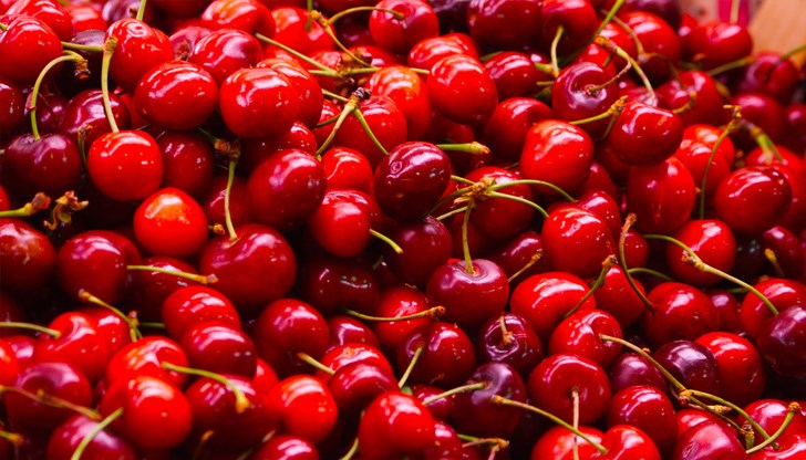 Собственици на черешови градини коментират, че няма да ги берат