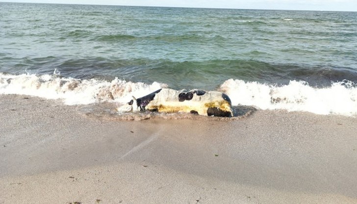 Предполага се, че кравата е престояла във водата няколко дни, преди да бъде изхвърлена на плажа Предполага се, че кравата е престояла във водата няколко дни, преди да бъде изхвърлена на плажа