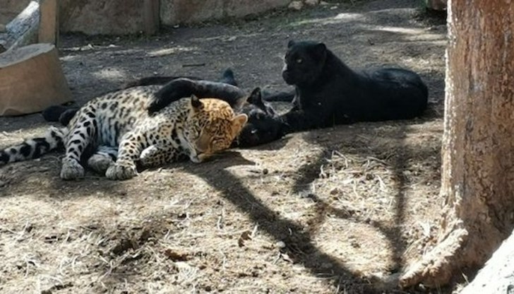 Причината Данте да избяга от клетката си се оказа човешка грешка Причината Данте да избяга от клетката си се оказа човешка грешка