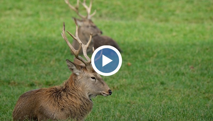 Не сме имали такава груба бракониерска изява, коментира  Андон Конзулов