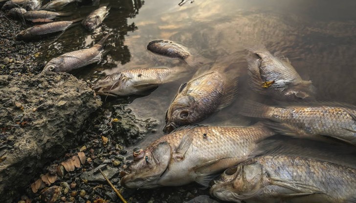 Водите от язовира са превърнали брега на Черно море край Одеса в сметище и гробище за животни Водите от язовира са превърнали брега на Черно море край Одеса в сметище и гробище за животни