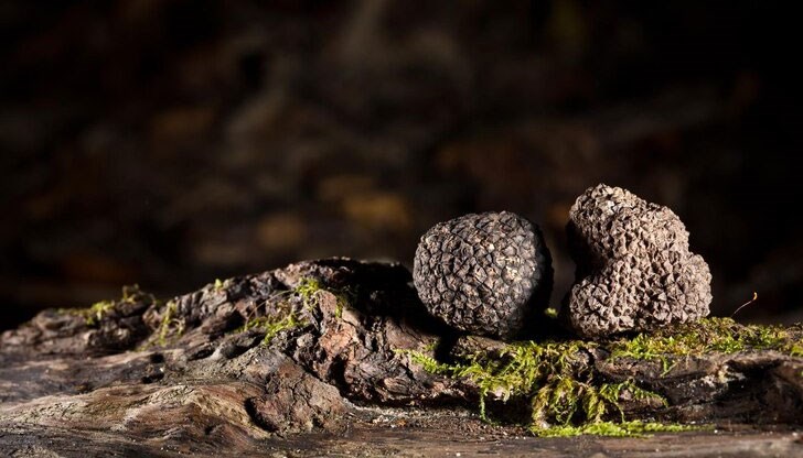 Двама италиански граждани също са обвинени за участие в организирана престъпна група за данъчни престъпления Двама италиански граждани също са обвинени за участие в организирана престъпна група за данъчни престъпления
