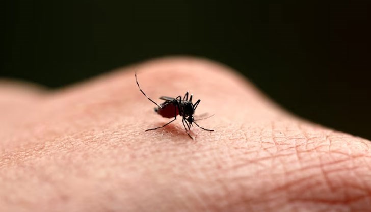 Стотици хиляди стерилизирани чрез радиация насекоми се борят със събратята си, които пренасят болести