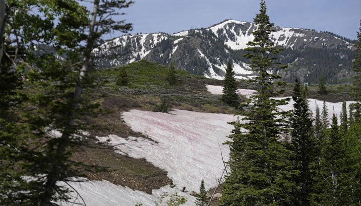 Какво се крие зад природния феномен „сняг от диня“?