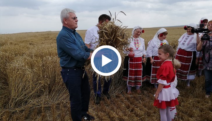 Очакваме реколта от над 6 милиона тона пшеница, обяви в Борисово министърът на земеделието