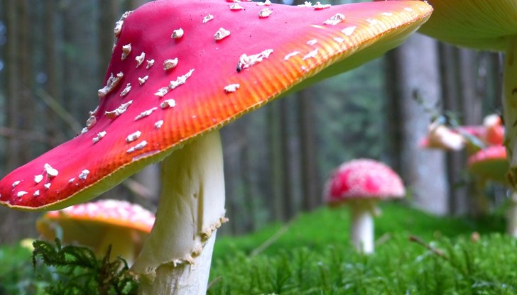 В България са открити близо 5000 вида гъби, като се предполага, че броят им е много по-голям