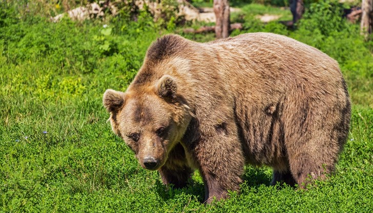 Всяка година животни стават жертви на мечката