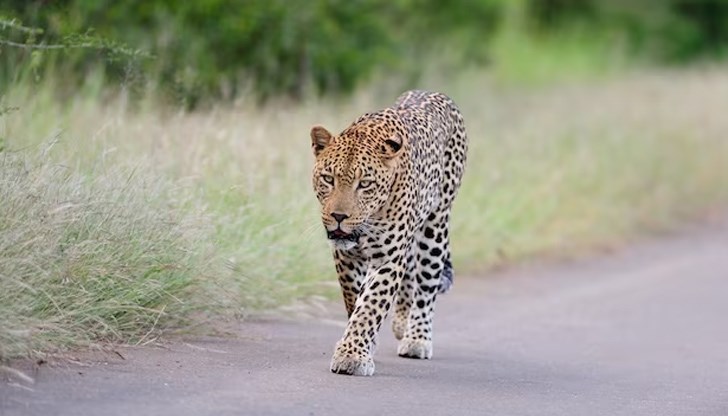 От зоопарка предупредиха хората да избягват територията на парк "Аязмото"