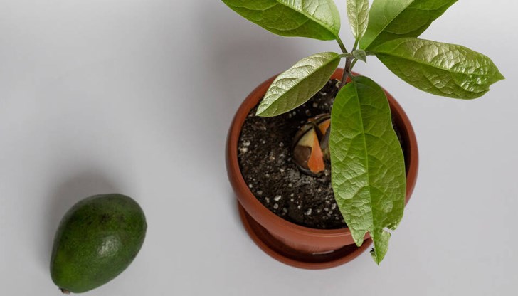 Авокадото е тропическо растение, но при правилни грижи може да се отглежда и в по-студени райони