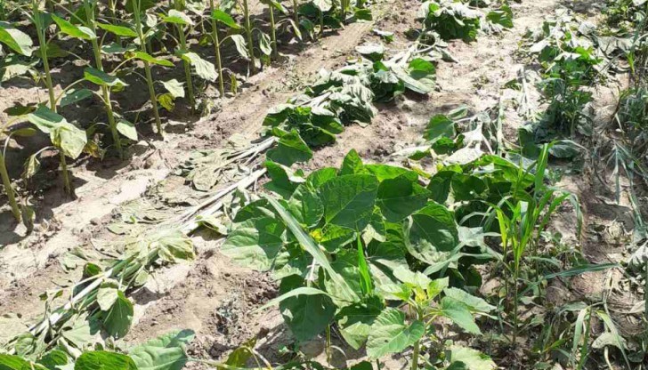 Колите на служителите на енергото са минали директно през земеделските блокове Колите на служителите на енергото са минали директно през земеделските блокове