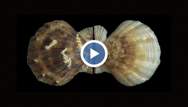 Това е мидата гребен, която е кулинарен деликатес