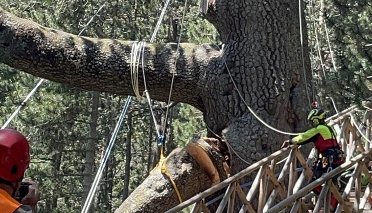 Наложи се да бъде отрязан огромен клон от вековното дърво