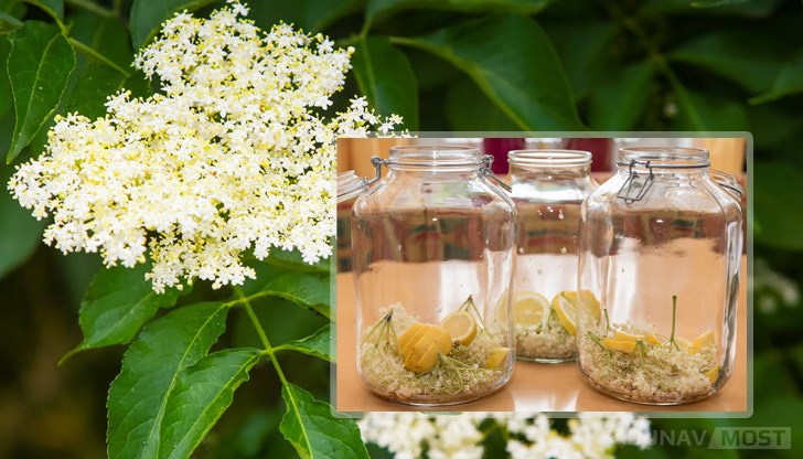 Сиропът от бъз е много по-здравословен от готовите напитки, които купувате от магазина Сиропът от бъз е много по-здравословен от готовите напитки, които купувате от магазина