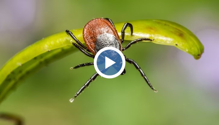При възрастните се налага ваксинация, само ако не са реваксинирани