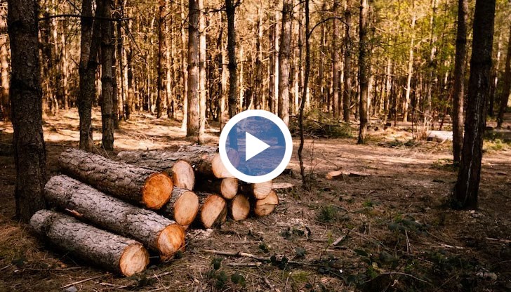 По данни на разследващи журналисти са изсечени над 13 000 кубика дърва през последните 5 години, обяви Йордан Гаврилов