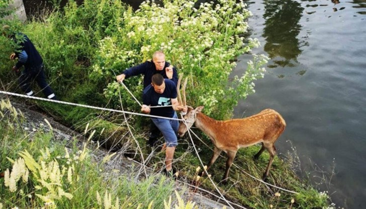 Спасителната акция е минала успешно, еленът не е имал видими наранявания и веднага е избягал към гората