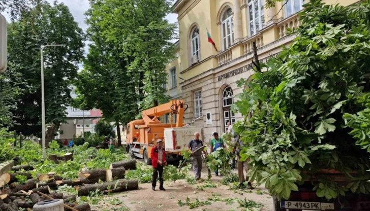 Според възмутени русенци става въпрос за здрави 60-годишни дървета, които не е трябвало да бъдат унищожавани заради строеж