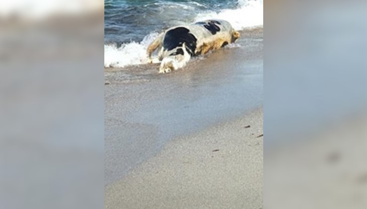 Мъртвото животно е открито край Черноморец