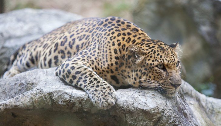 Леопардът избяга вчера поради небрежност от служител на зоопарка в Стара Загора