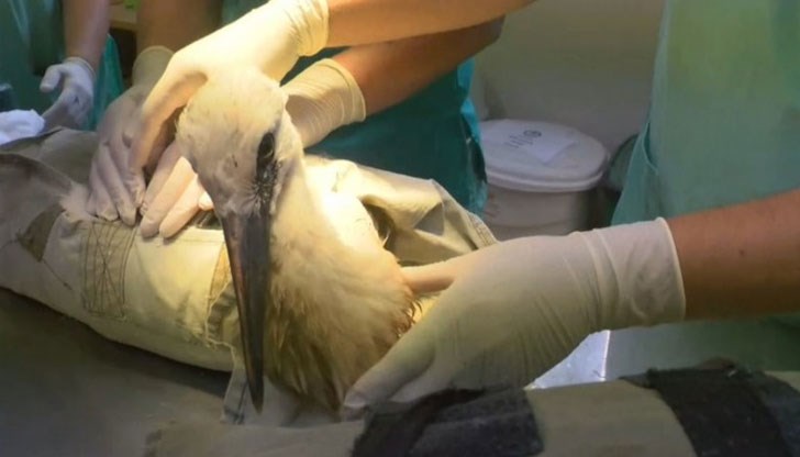 Доктор Руско Петров каза, че се е наложило едното да бъде евтаназирано, а другото не е могло да доживее до операционната зала