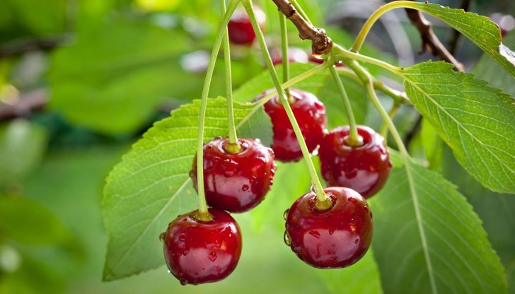 Най-подходящите са опадалите клонки, които трябва да бъдат измити и изсушени за зимата