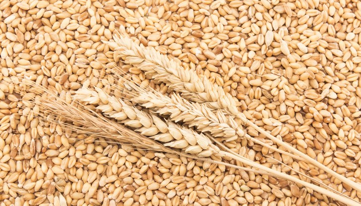 Забраната важи за пшеница, царевица, рапица и слънчоглед