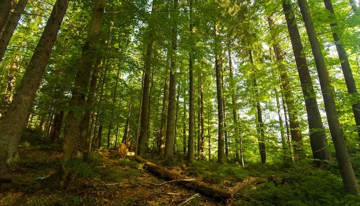Залесяването изисква добра подготовка и последващи грижи за младите гори Залесяването изисква добра подготовка и последващи грижи за младите гори