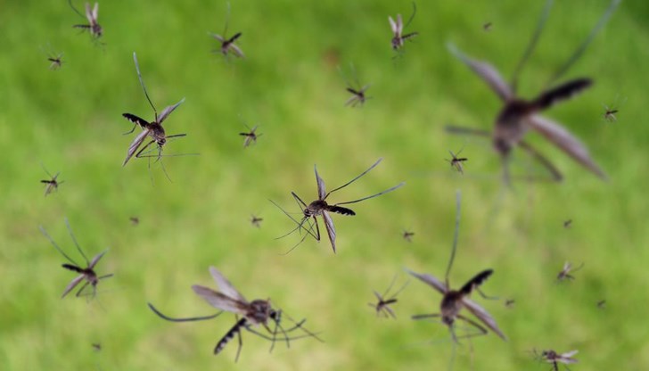 Днес предстои извънредно и общо пето по реда си пръскане срещу комари в Русе