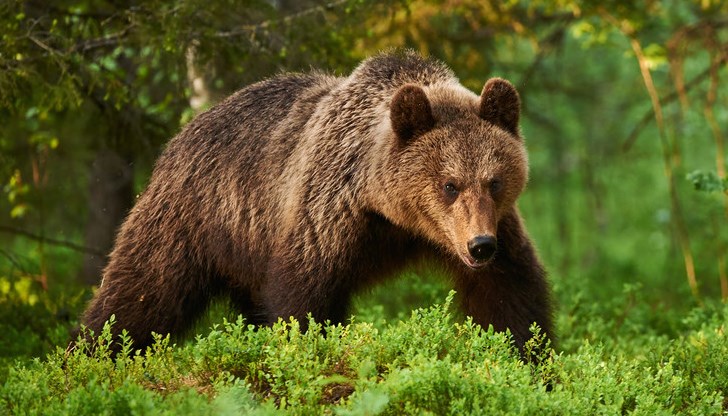 Кметовете на Троян и Априлци искат да се преустанови практиката мечки, които създават проблеми в други райони в страната, да бъдат разселвани в Троянския балкан