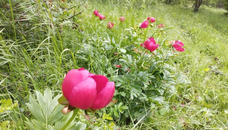 Екоинспектори провериха има ли посегателства върху червения божур в четири защитени местности Екоинспектори провериха има ли посегателства върху червения божур в четири защитени местности