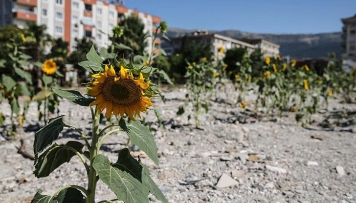 Неочакваната поява на цветята сред разрушенията предизвика изненада, но и тъга сред хората в района