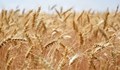 Слаба реколта от ечемик и пшеница очакват зърнопроизводителите в Добруджа