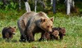 Природен феномен: Мечка роди 4 малки в Родопите