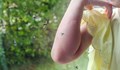 Комари продължават да тормозят жителите на Русе