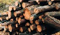 ДПС искат поголовна сеч на горите в България
