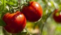 Как да избегнем появата на бели петна по доматите?