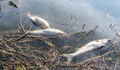 Проверяват нов сигнал за мъртва риба по поречието на река Марица