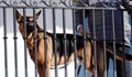 Кучето на Джо Байдън ухапало 10 агенти на Сикрет сървис