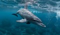 Делфини пазят военноморската база Севастопол