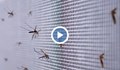 Седем случая на малария в САЩ