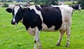 Европа се отказа от въглищата, ред е на млечните крави