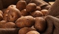 Земеделци очакват добра реколта от картофи в Самоковско