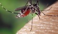 Отлагат пръскането против комари във Ветово