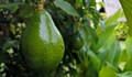 Авокадото укрепва имунитета и предпазва от рак