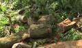 Бурята в Северозапада повали дървета и електрически стълбове