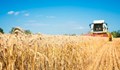 Добивите от пшеница в Североизточна България са по-ниски от очакваното