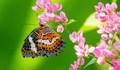 Пеперудите и молците имат обща древна ДНК