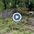 Буря събори дърво в двора на болницата във Велико Търново