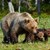 Природен феномен: Мечка роди 4 малки в Родопите